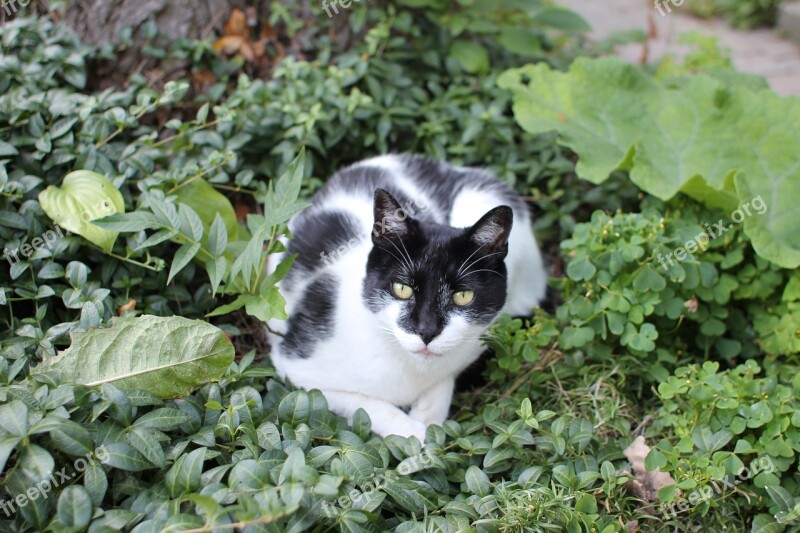 Cat Black White Garden Bushes