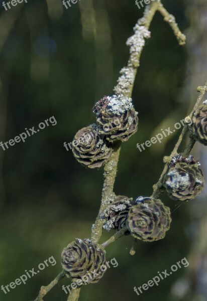 Weekend Cones Tree Free Photos