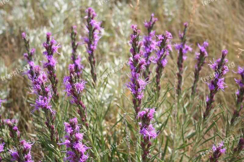 Dotted Gayfeather Wildflower Wyoming Flower Purple Flower