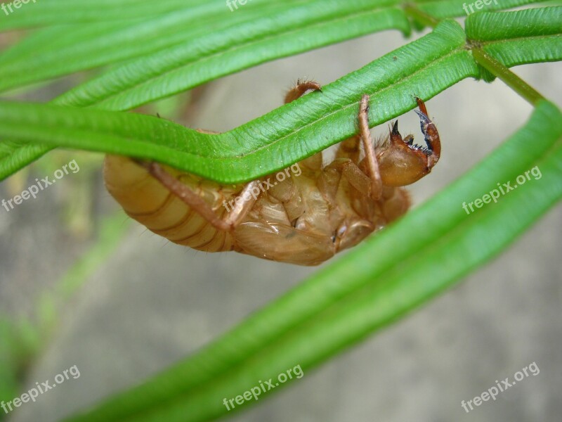 Cicada Summer Insects Free Photos