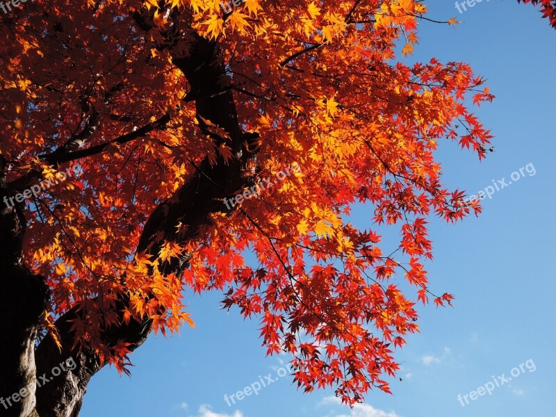 Maple Leaf Autumn Temple Of Stillness And Light Is Tree Orange Leaf