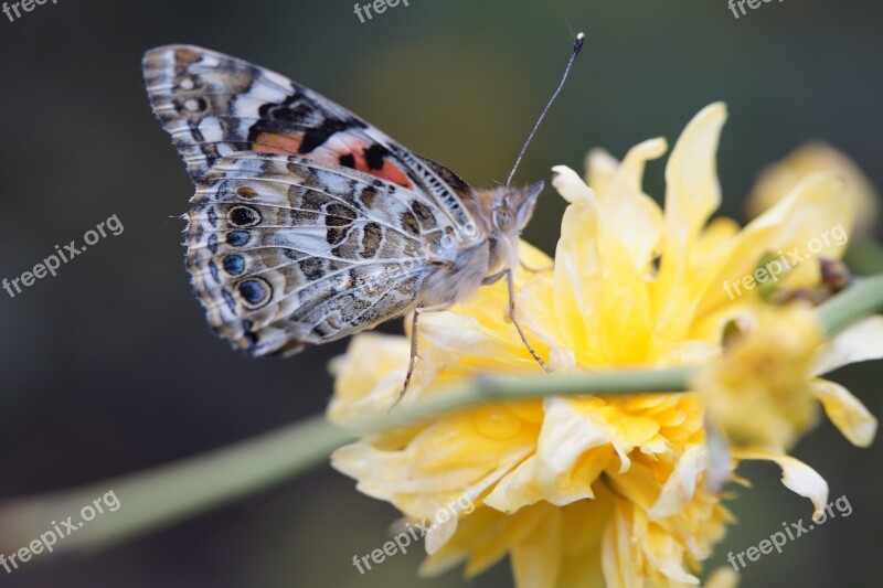 Butterfly Vanessa Cardui Close Up Blossom Bloom