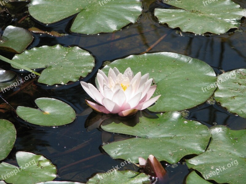 Water Lilies Nature Flower Pond Free Photos