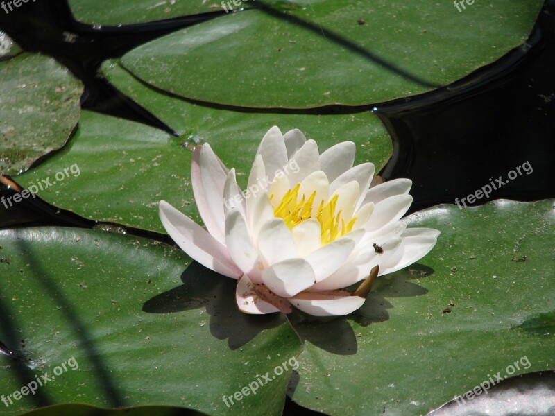 Water Lilies Nature Flower Lake Pond