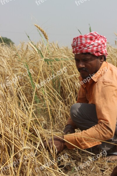 Wheat Fields Punjab Patiala Men Farmer