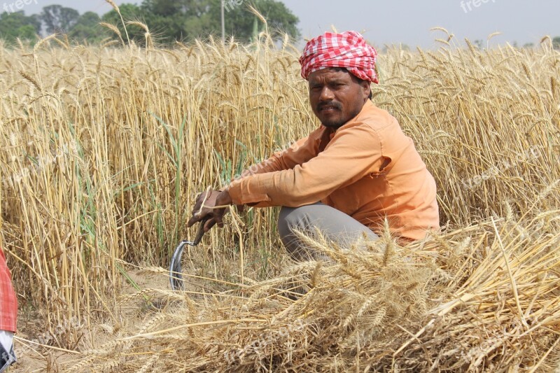 Wheat Fields Punjab Patiala Men Farmer