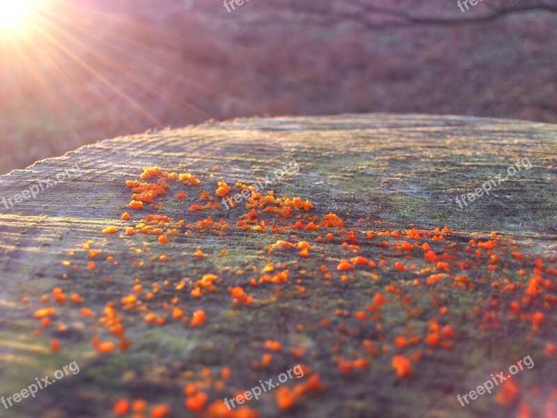 Lichen Lens Flare Log Free Photos