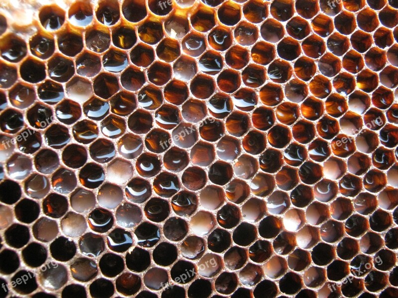 Radius Framework Alveoli Hive Bee