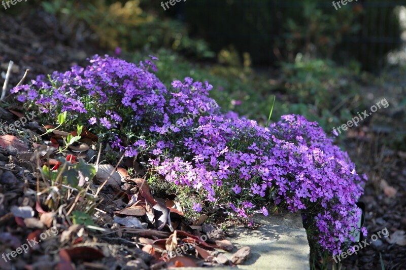 Tufted Phlox Phlox Columbia Flowers Garden Nature