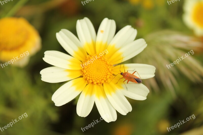 Corn Marigold Coleostephus Myconis Flowers Salento White