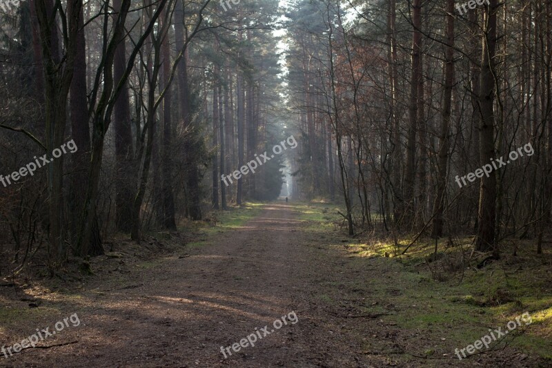 Way Leśna Tree The Path Spacer