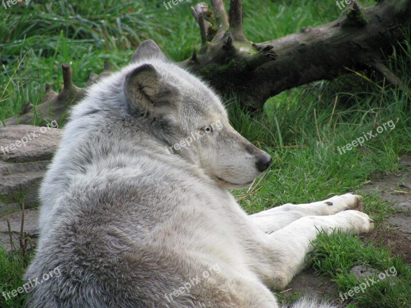 Wolf Sleeping Mammal Gray White