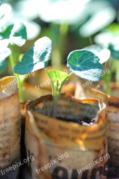 Nasturtium Seedling Sowing Plant Growing