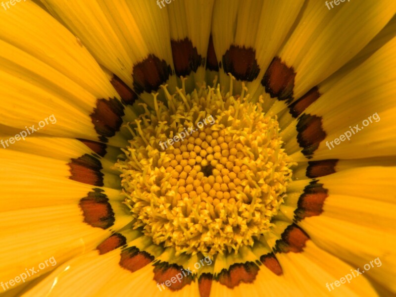 Gazania Flower Nature Blossom Bloom