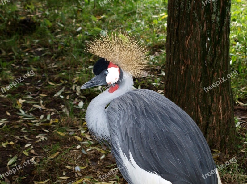 Bird Grey Crowned Crane Headdress Springs Free Photos