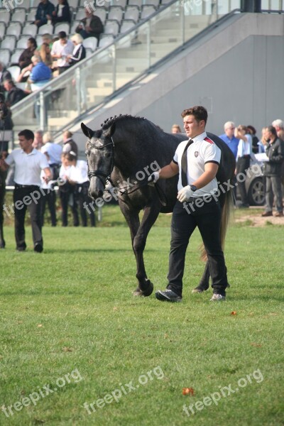 Trakehner Federal Mares Show Breeding Show Breeding Performance Neustadt Dosse