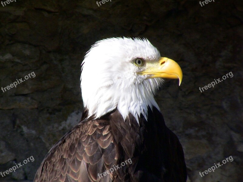 Bald Eagle Bird Majestic Pride Adler