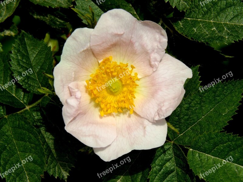 Wild Rose Flower Pink Petals Green