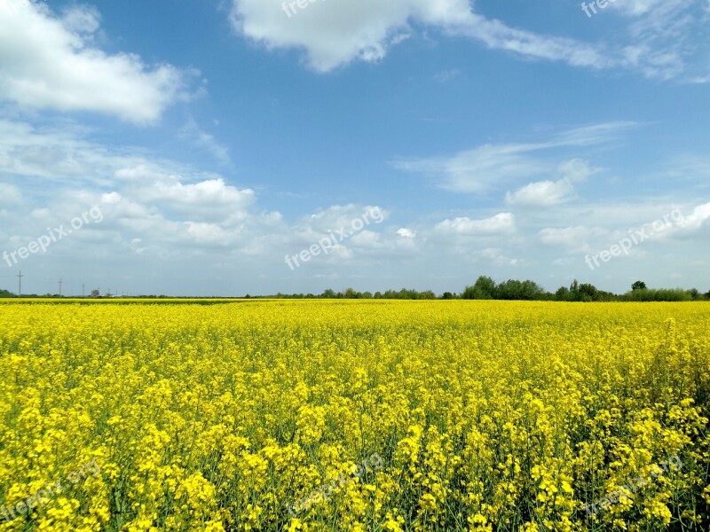 Rape Yellow Flowers Sky Landscape