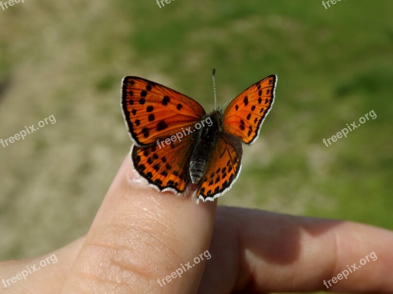 Butterfly Red Wings Coloring Insecta