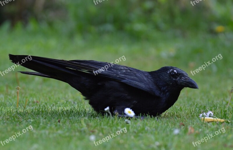 Crow Raven Raven Bird Black Bill