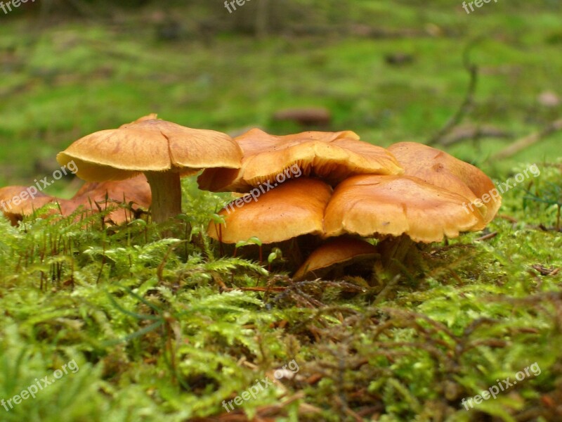 Nature Mushrooms Moss Brown Green