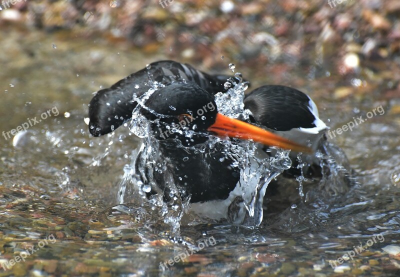 Duck Water Clean Black And White Bill