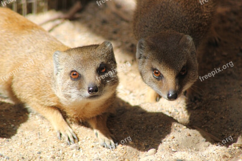 Mongoose Wildlife Stare Angry Couple