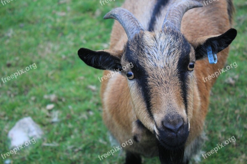 Goat Farm Looking Stare Brown