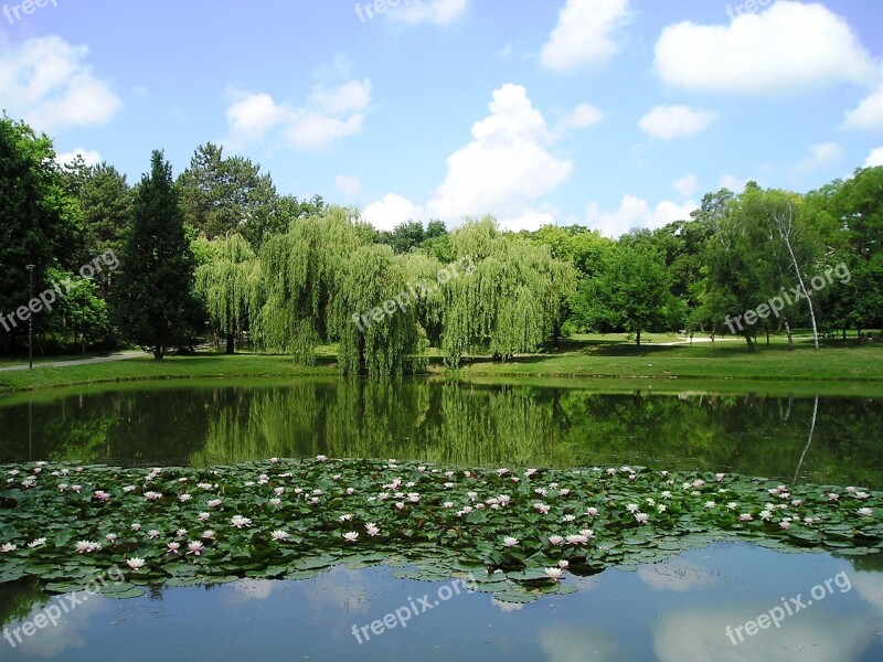 Lake Frog Nature Hungary Landscape