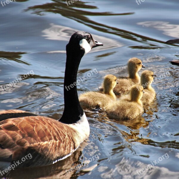 Goose Geese Mother Goose Goslings Nature