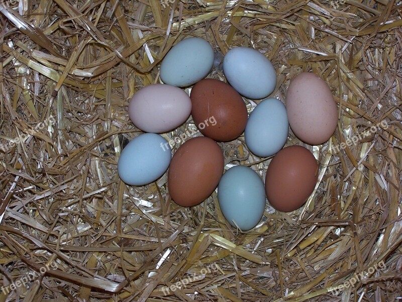 Egg Chicken Eggs Nest Green Casual Brown Eggs