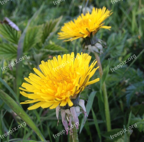 Dandelions Weeds Natural Flowers Yellow