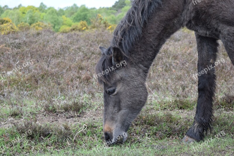 Horse Eating Grass Farming Uk