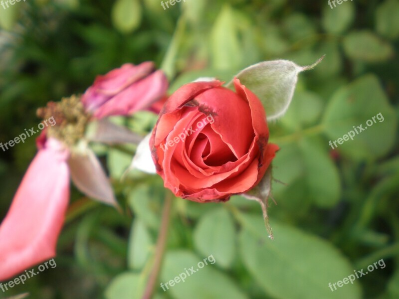 Rosa Red Flower Day Mother Garden