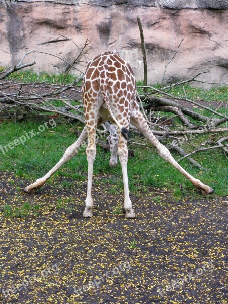 Giraffe Eating Funny Nature Animal