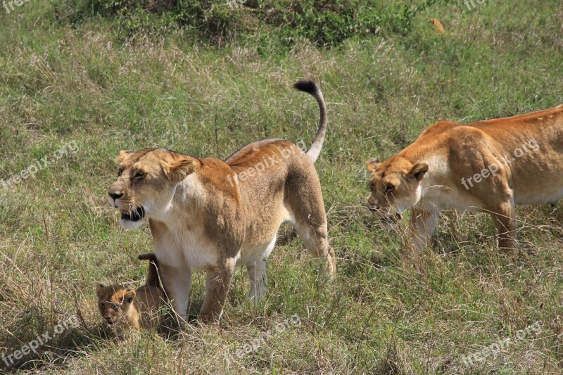 Lion Family Lion Baby Africa Safari