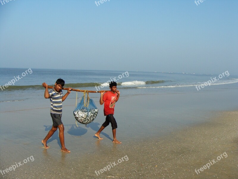 Fish Indian Oil Sardine Sardinella Longiceps Ray-finned Fish Sardinella