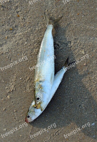 Fish Indian Oil Sardine Sardinella Longiceps Ray-finned Fish Sardinella