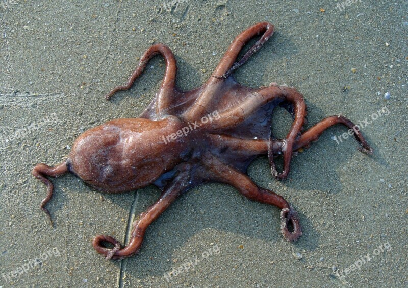 Octopus Beach Sand Sea Animal