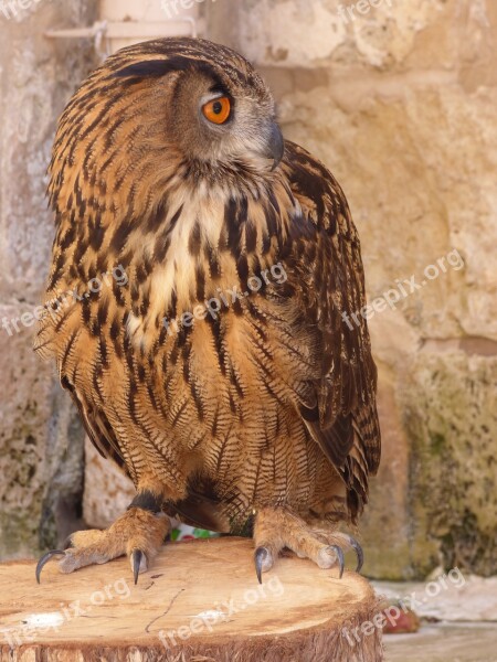 Owl Eagle Bird Prey Wildlife