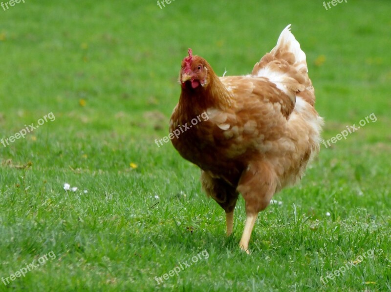 Chicken Them Brown Animal Bird