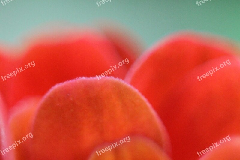 Close Up Of Flower Petals Macro Flower Petals Close