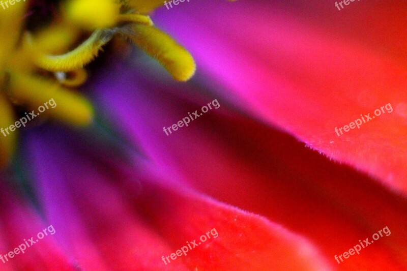 Flower Purple Flower Close Up Flower Colorful Pink