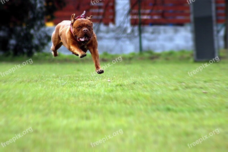 Dogue De Bordeaux Dog Mastiff Bordeaux French Mastiff