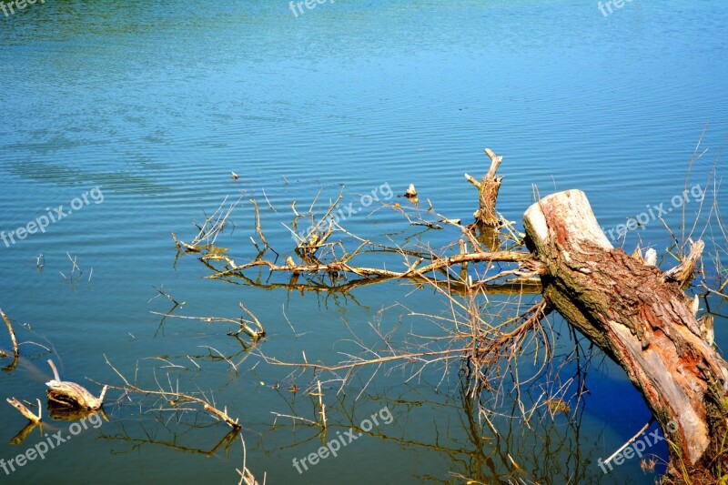 Tree Water Root Branch Nature