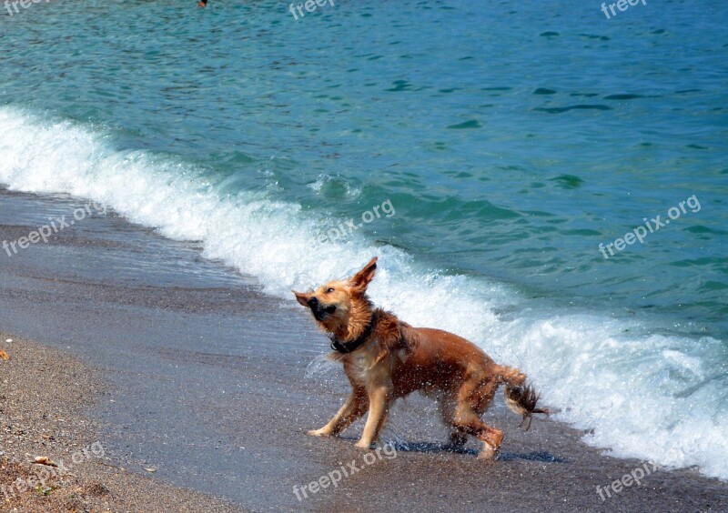 Dog Water Beach Great Wet