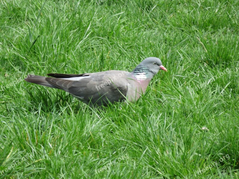 Pigeon Outdoor Bird Nature Free Photos