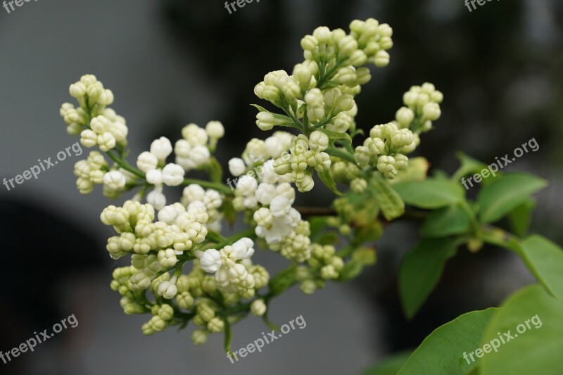 Lilac White Leaf Tree Green