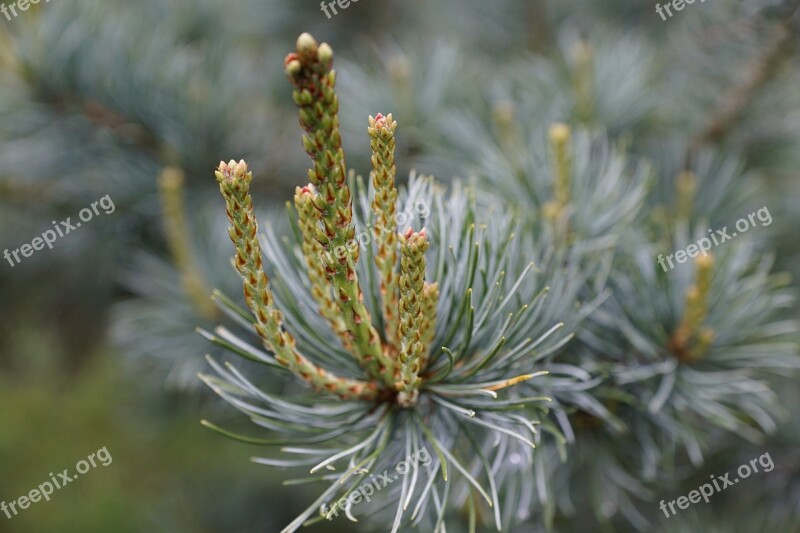 Spruce Tree Blue Conifer Spring